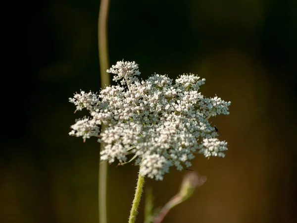 Tutup Dari Wildflower Musim Semi Siang Hari — Stok Foto