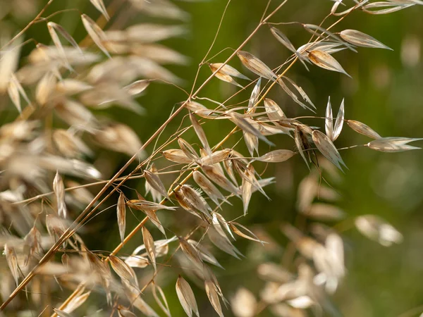 Tiges Avoine Avec Pointes Gros Plan — Photo