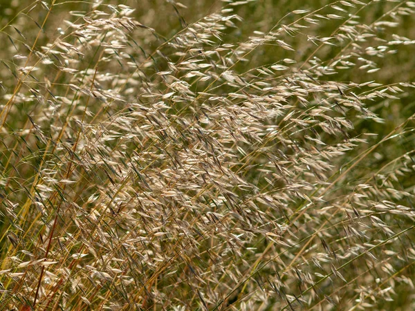 Tallos Avena Con Espigas Cerca — Foto de Stock