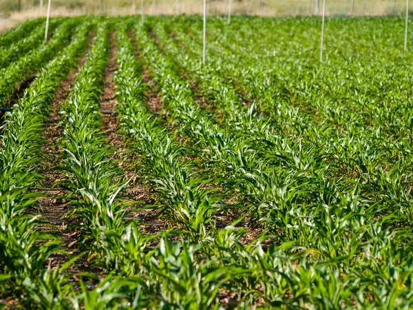 Corn Field Nuevo Naharros Salamanca Spanje — Stockfoto