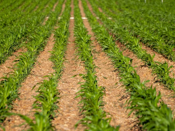 Corn Field Nuevo Naharros Salamanca Spanien — Stockfoto