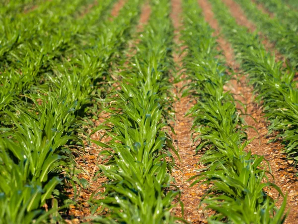 西班牙萨拉曼卡新纳哈罗斯的玉米田 — 图库照片