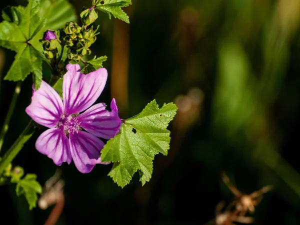 Bela Flor Verão Brilhante Perto — Fotografia de Stock