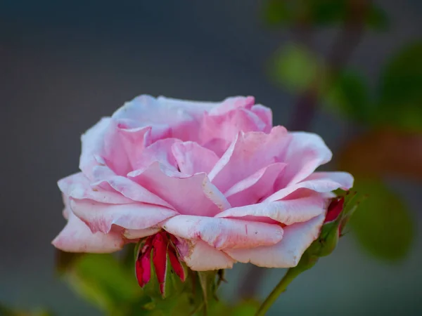 Close Florescer Rosa Florescendo Jardim Primavera — Fotografia de Stock