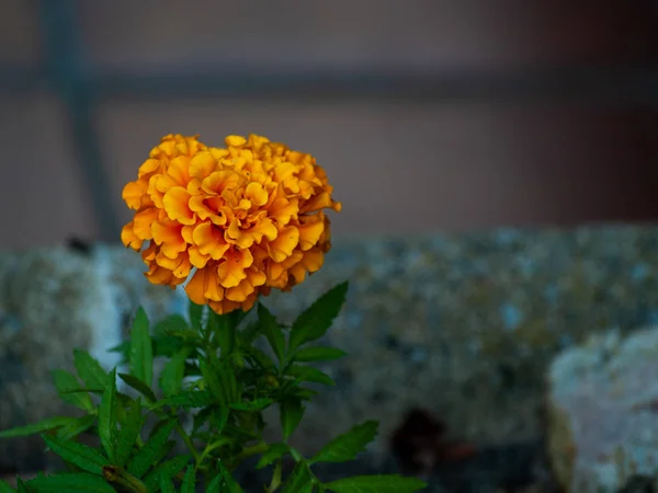 Schöne Helle Sommerblume Aus Nächster Nähe — Stockfoto