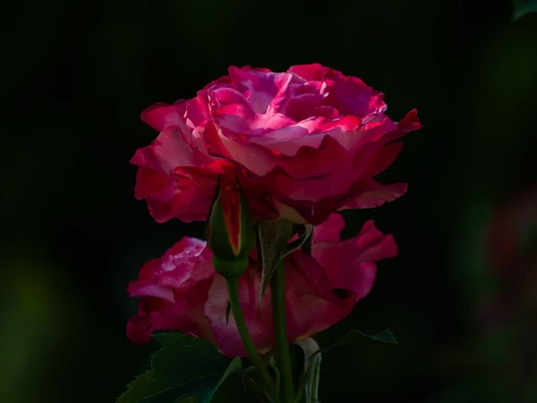 Close Florescer Rosa Florescendo Jardim Primavera — Fotografia de Stock