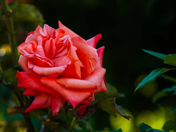 Close Florescer Rosa Florescendo Jardim Primavera — Fotografia de Stock