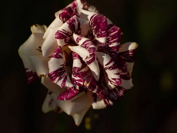 Gros Plan Floraison Rose Fleurissant Dans Jardin Printemps — Photo