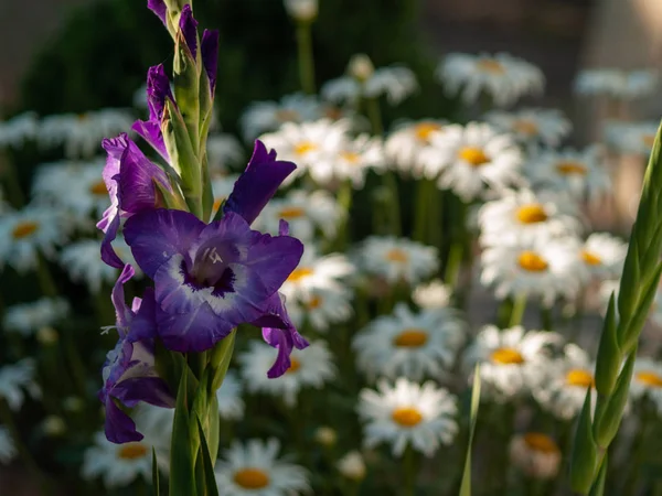 Floraison Fleurs Dans Jardin — Photo