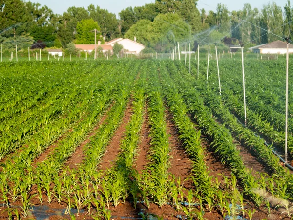 Σύστημα Άρδευσης Στο Ύπαιθρο Στην Ισπανία — Φωτογραφία Αρχείου