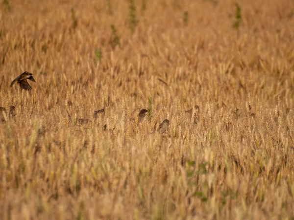 Птицы Пшеничном Поле Крупным Планом Дикая Жизнь — стоковое фото