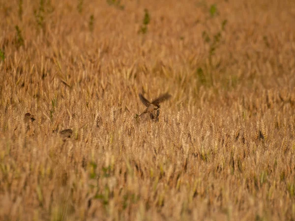  Buğday tarlasında kuşlar, yakın, vahşi yaşam 