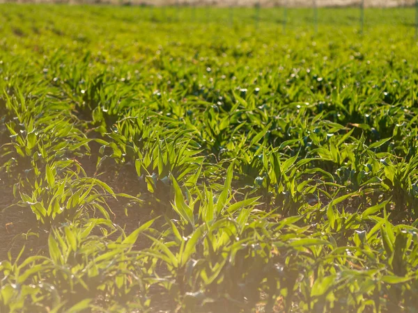 Corn Field Nuevo Naharros Salamanca Spanien — Stockfoto