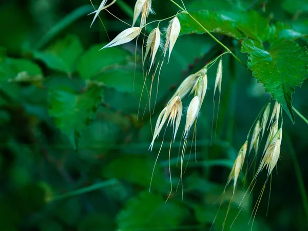 Stem Oat Spikes Close — Stock Photo, Image