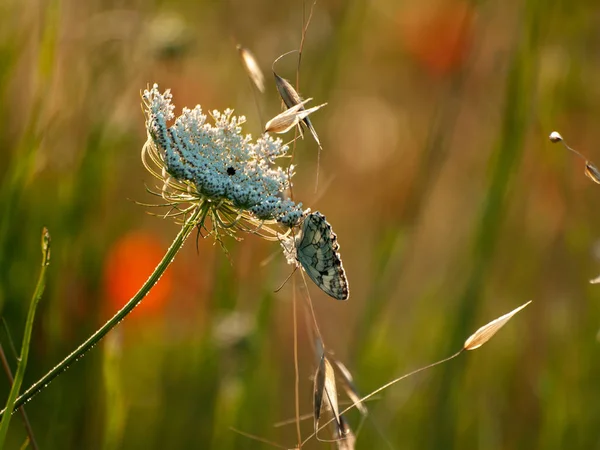Πεταλούδα Επικονίασης Ένα Λουλούδι Την Άνοιξη — Φωτογραφία Αρχείου