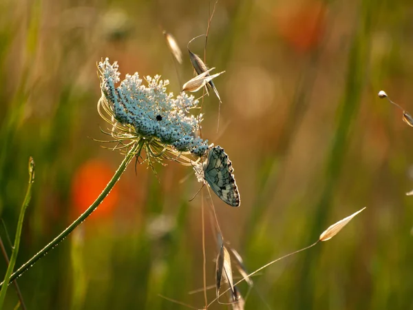 Schmetterling Bestäubt Eine Blume Frühling — Stockfoto