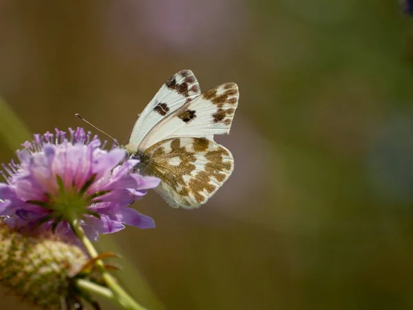 Papillon Pollinisant Une Fleur Printemps — Photo