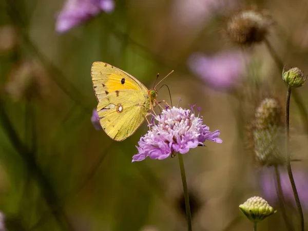 Borboleta Polinizando Uma Flor Primavera — Fotografia de Stock