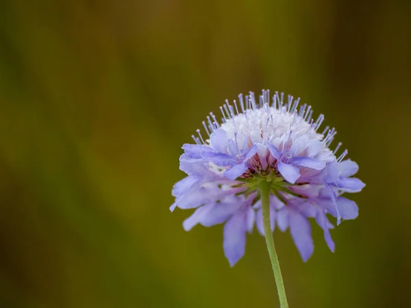 Gros Plan Fleur Sauvage Printemps Jour — Photo