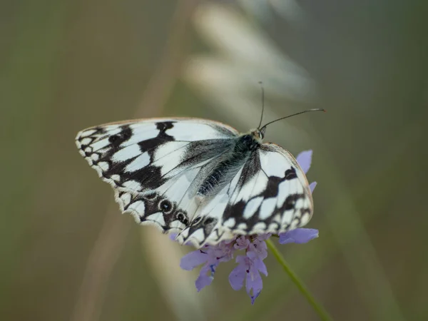 Opyluje Květ Jarní Motýl — Stock fotografie