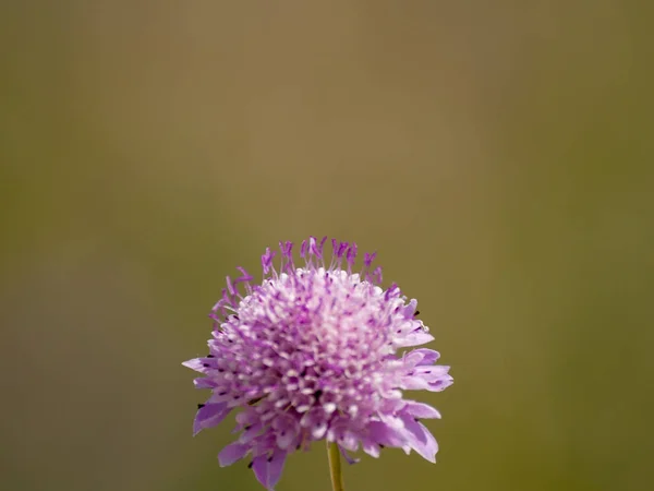 Close Wildflower Primavera Durante Dia — Fotografia de Stock