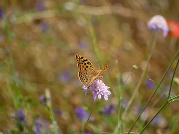 Schmetterling Bestäubt Eine Blume Frühling — Stockfoto