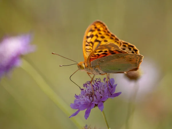 Farfalla Che Impollina Fiore Primavera — Foto Stock