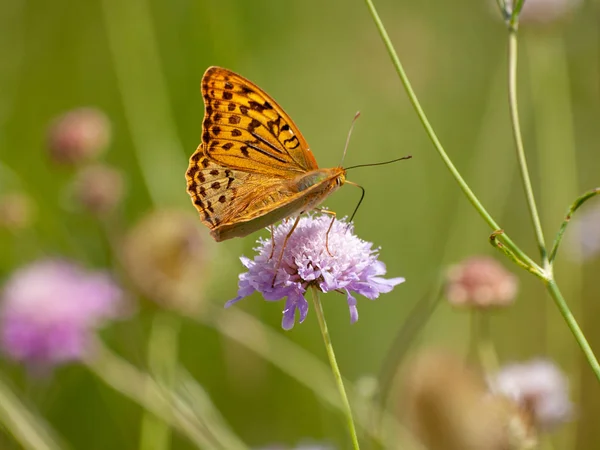 Farfalla Che Impollina Fiore Primavera — Foto Stock