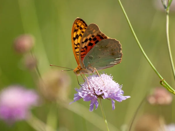 Farfalla Che Impollina Fiore Primavera — Foto Stock