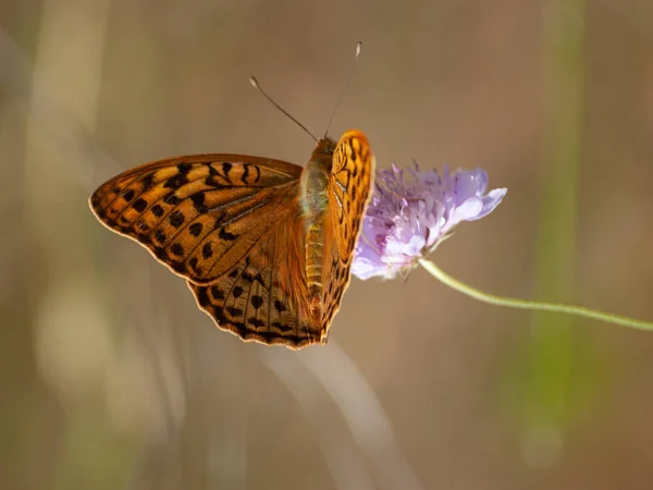 Farfalla Che Impollina Fiore Primavera — Foto Stock