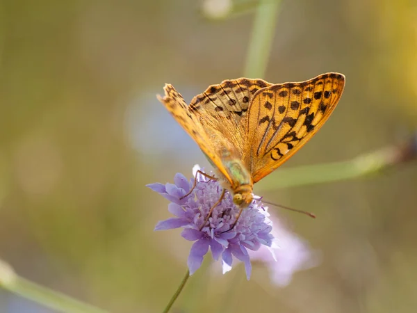 Fjäril Som Pollinerar Blomma Våren — Stockfoto