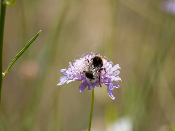 Käfer Bestäubt Eine Blume Frühling — Stockfoto