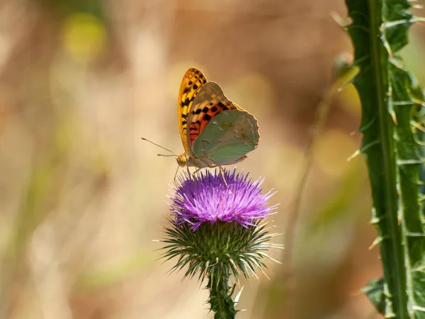 Farfalla Che Impollina Fiore Primavera — Foto Stock