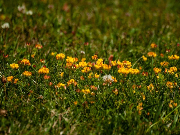 Gros Plan Champ Fleurs Sauvages Printemps Jour — Photo