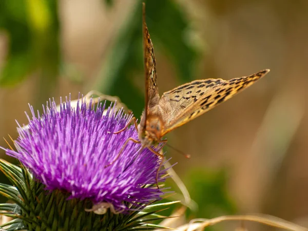 Farfalla Che Impollina Fiore Primavera — Foto Stock