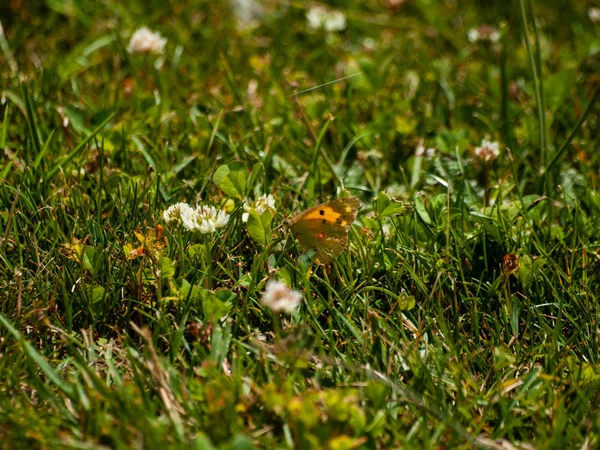 Close Wildflower Field Spring Daytime — стоковое фото