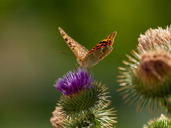 Mariposa Polinizando Una Flor Primavera —  Fotos de Stock