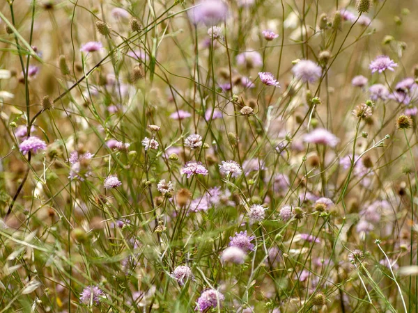 bahar farklı çim İspanya