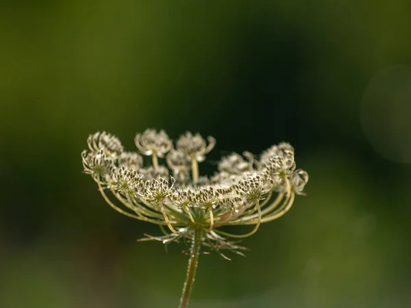 Close Wildflower Springtime Daytime — Stock Photo, Image