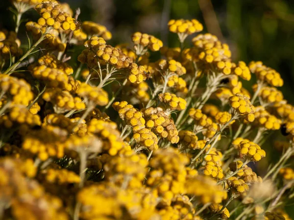 Gros Plan Champ Fleurs Sauvages Printemps Jour — Photo