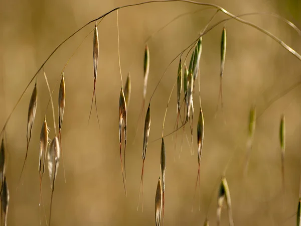 Herbe Différente Printemps Espagne — Photo