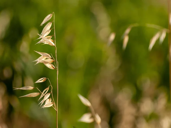 Herbe Différente Printemps Espagne — Photo