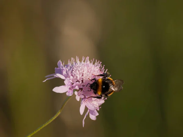 Käfer Bestäubt Eine Blume Frühling — Stockfoto