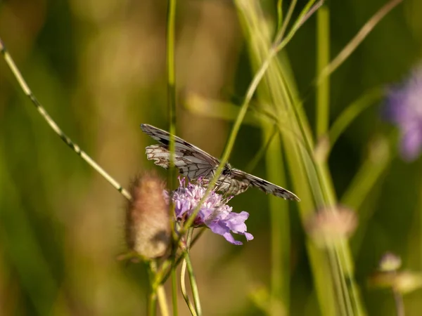 Motyl Zapylania Kwiatów Wiosnę — Zdjęcie stockowe
