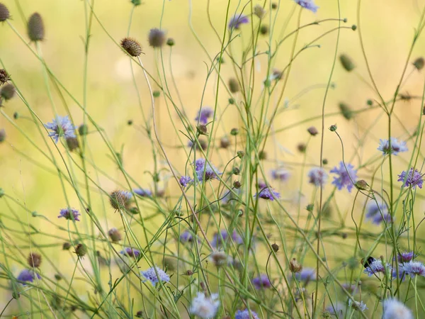 Primer Plano Del Campo Flores Silvestres Primavera Durante Día — Foto de Stock