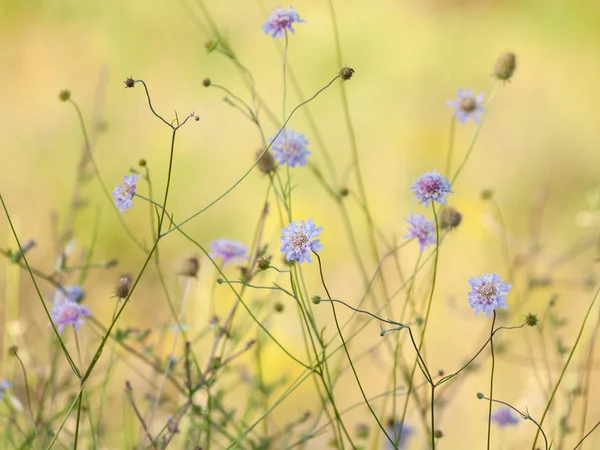 Close Van Wildflower Veld Het Voorjaar Overdag — Stockfoto