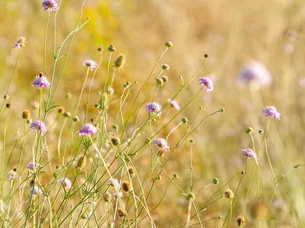 close up of Wildflower field in springtime at daytime