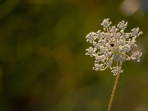 Close Wildflower Field Springtime Daytime — Stock Photo, Image