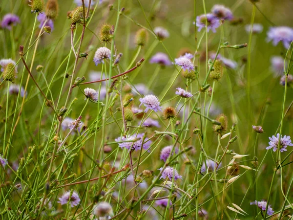 Perto Campo Flores Silvestres Primavera Durante Dia — Fotografia de Stock