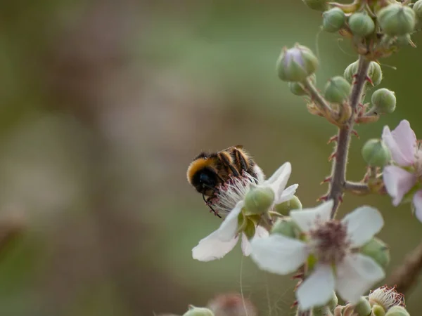 Bee Beautiful Blooming Plant Close — Stock Photo, Image